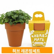 레몬밤 허브 가꾸기 식물키우기 화분세트 유아 선물 씨앗 페키지 인테리어
