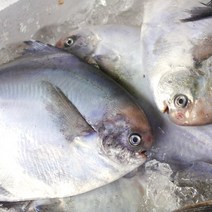 반건조 병어 1팩 4-5미 남해안 제철 병어 손질 급냉 덕자 병어조림