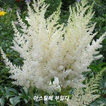 야생화피어나라플라워 아스틸베 뿌리 (부말다)