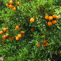 [CDS-212]영화청과 특급 국내산 레드향 1kg 제철 제주 가격, 본상품, 본상품선택