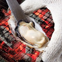 [통영직송] 당일채취 생 굴 석화 각굴 입망굴 하프셀 굴무침 삼배체 1kg 3kg 5kg, 통영 석화5kg(각굴)