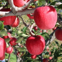 [참다올] 아리수 햇사과 3kg(흠과 11-14과내), 상세 설명 참조