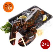 덤앤크랩 캐나다 활랍스터 1kg 2+1 시세 싯가 총 3마리 3kg