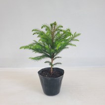 미니 아라우카리아 크리스마스 트리 실내공기정화식물 반려식물 플랜테리어 온누리꽃농원
