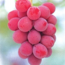 루비로망포도 루비로망포도나무 루비로망포도묘목