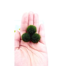 마리모 키우기 1.8cm 1개 [체리새우/crs새우/생이새우키우기] 애완관상용새우놀이터