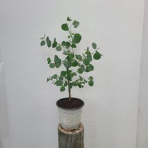 왕특가 초특가 유칼립투스 품종랜덤 중품 35-55cm 89