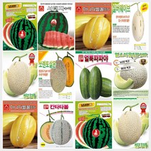 수박 참외 멜론 씨앗 모음, A-칸타타여름 멜론 씨앗 100립