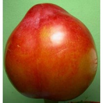 묘목 자두나무 추휘 (R3cm) W0308