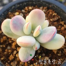 사랑스런 반려식물 35종, 9번-  방울복랑 금, 1개