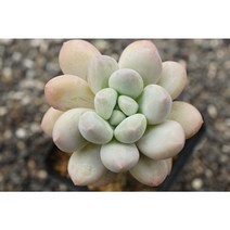 [후레뉴][국민다육] 다육식물/다육금/다육이/코노피튬/선인장/아프리카식물/인테리어식물/플랜테리어/테라리움/반려식물/1108, 1개