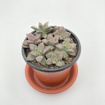 그린플랜트 다육식물 프리티 1+1 최다종, 세무리아 1+1