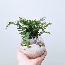 꽃파는농부 - 집에서 쉽고 재밌게 해볼 수 있는 공기정화 수경재배 DIY 키트, 후마타고사리