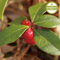 PGM1*^몰윈터그린 에센셜 오일 Wintergreen Oil 아로마 천연 다용도^*1췤pgm, *^^옵션*^500ml