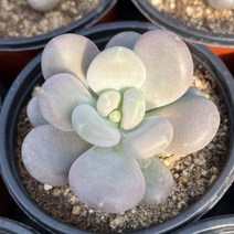 올식스 월미인 다육식물 플랜테리어 반려식물 공기정화식물 개업화분