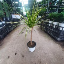 꽃백화점 옐로우마지나타 럭키마지나타 중대품 40~60cm 199, 1개