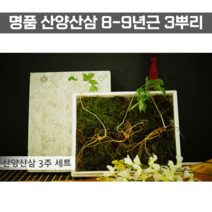 산양산삼 8 9 년근 3뿌리 산양삼 국내산 장뇌삼 장뇌산삼 인삼 장래삼 뿌리 시댁 부모님 설날 추석 명절 선물