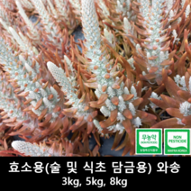 [송죽농장] 와송(효소용: 술 및 식초 담금용), 5kg, 1개