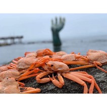 홍대수산 구룡포 홍게 자숙(찐상태) 수율 70~80%, 10마리