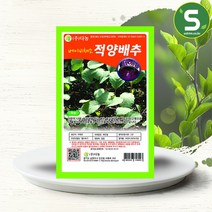 솔림텃밭몰 베이비적양배추씨앗 10g 베이비채소 베이비적양배추, 단품