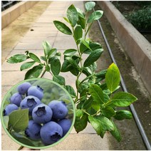 봄바람가든 블루베리묘목 M7 6치포트 블루베리키우기 과실수