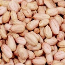 국산 땅콩 곡물 콩류 씨 종자 품종 식물 씨앗 20g 땅콩씨앗-72394EA, DD_ 본상품선택