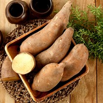 국내산 햇 야콘 5kg (특품), 단품
