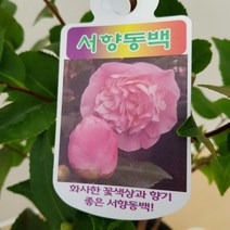 [용이네 화원] 행복한향기가 폴폴 서향동백 나무 199 농원