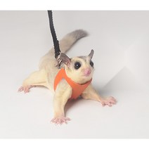 슈가글라이더 외출 산책 용품 목줄 가슴줄, 오렌지 쓰리피스 수트