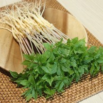 전남 무안 수경재배 새싹삼 대 50뿌리