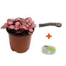 DIY 마이플랜츠 초야우드 레드스타, 단품