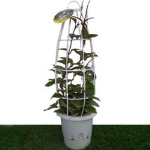 [카니발플라워]환희호야_행잉(cf180)