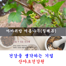 박용복 칠해목진액(5일분):20팩 옻, 20개