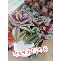 제브리나달개비-중/얼룩자주달개비 달개비 제브리나 라고 불림.