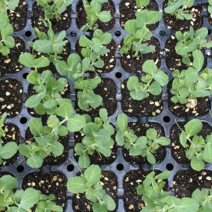 안산 플라워마트 완두콩모종 5포기