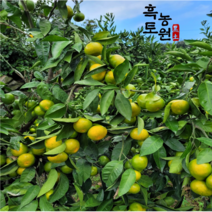 [흑토농원] 제주 햇 노지 조생 타이벡 감귤 밀감 4.5kg/9kg, 노지 조생감귤, 4.5kg 로얄과(S~M)