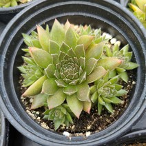 브론즈파스텔 바위솔 월동되는 다육이 종류 국민 다육식물 키우기