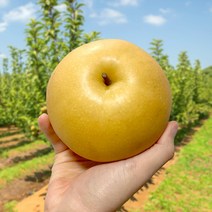 [당도엄선] 청산도실 수확 햇 배, 가정용 특, 1박스, 7.5kg