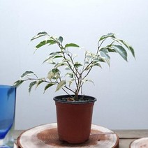 칼라벤자민 공기정화식물 실내인테리어식물 칼라벤자민 벤자민 무늬벤자민 축하화분 실내화초;joo:na, ※­선택:상품선택▣