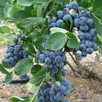 목하원예조경 블루베리나무 묘목 (7치화분) 결실주, 1개