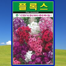 플록스 꽃잔디 씨앗 꽃잔디 씨 종자 300립, 단품