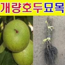 (G소망)개량왕호두나무묘목(접목2년생) 1그루