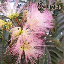 자엽자귀나무 자엽자귀 정원수 나무언니, 자엽자귀 썸머초콜릿 C2화분