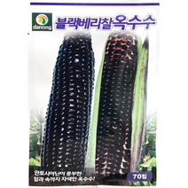 다농 블랙배리찰 옥수수씨앗 찰옥수수 70립 안토시아닌 풍부, 1개