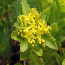 섬기린초/포트묘(10개묶음)/모종/c2706