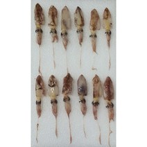 호래기 꼴뚜기500g 1kg (예약주문) 생물 호래기 생 꼴뚜기, 생호래기(생꼴뚜기) 500g