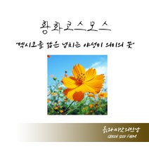 황화코스모스 100g 황화코스모스씨 황화코스모스종자 황화코스모스씨앗