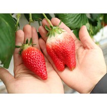 논산 설향 금실 딸기 킹스베리 400g 800g 선물세트, 대왕특/12~16과 (2팩 800g)