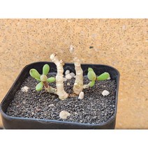 아프리카식물/세레리아-2499 아프리카농장