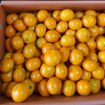 제주 산지직송 고당도 하우스 타이벡 노지 카라향 감귤 첫수확 1박스 3kg